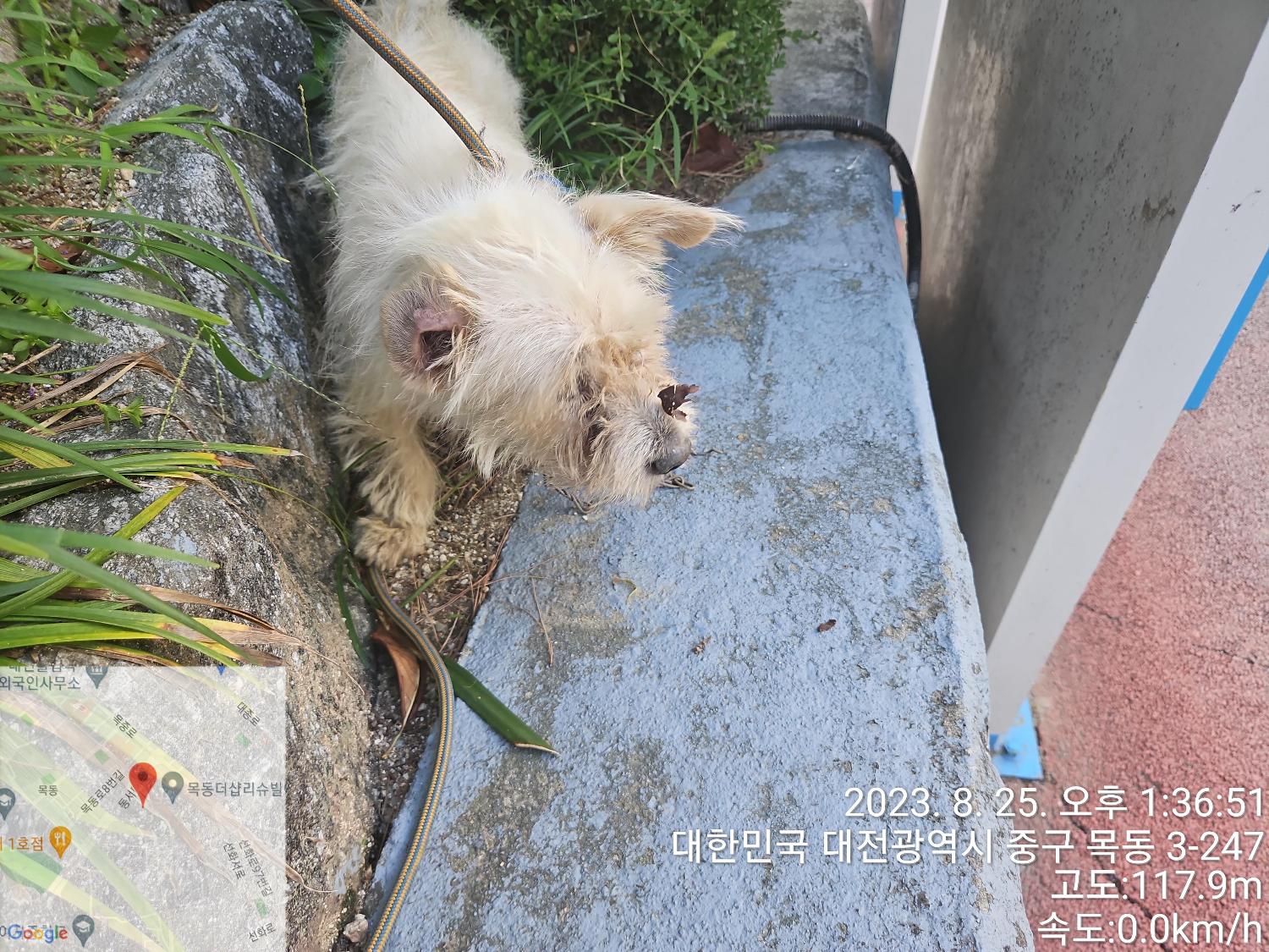 대전동물보호센터_430365202300381